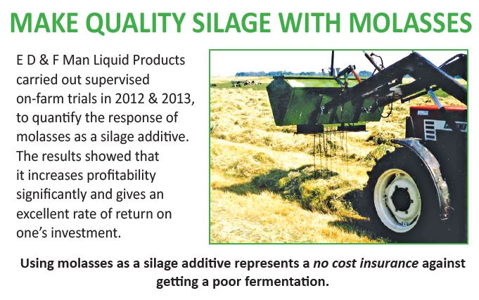 Make quality silage with molasses